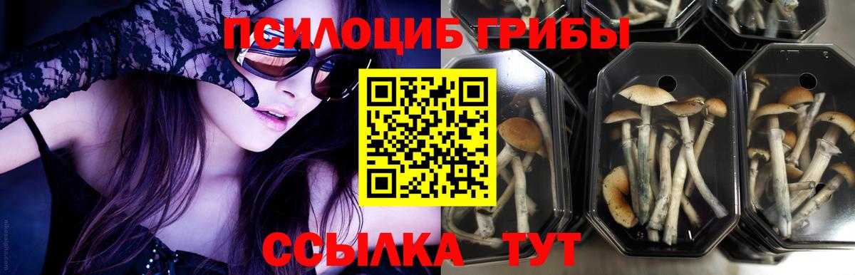 Междуреченск  Псилоцибиновые грибы GOLDEN TEACHER  хочу наркоту  Вход с VPN 